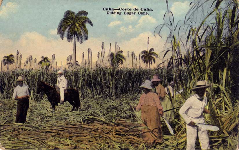 Plantación-de-caña-de-azúcar-en-Cuba